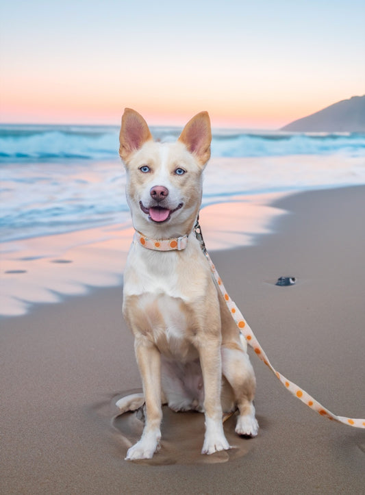 Top Destinations To Bring Your Dogs in Orange County