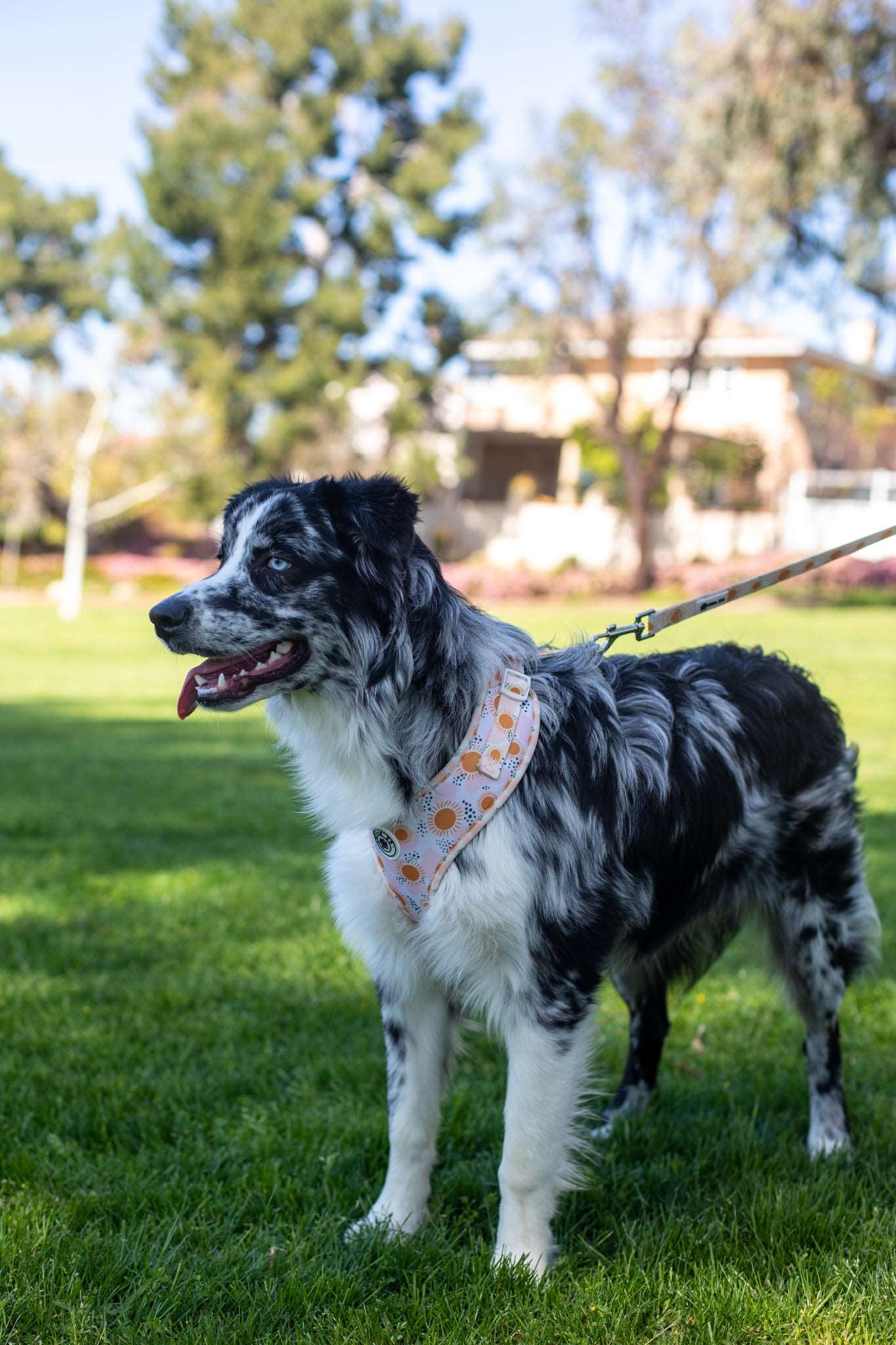 Golden Glow Adjustable Harness