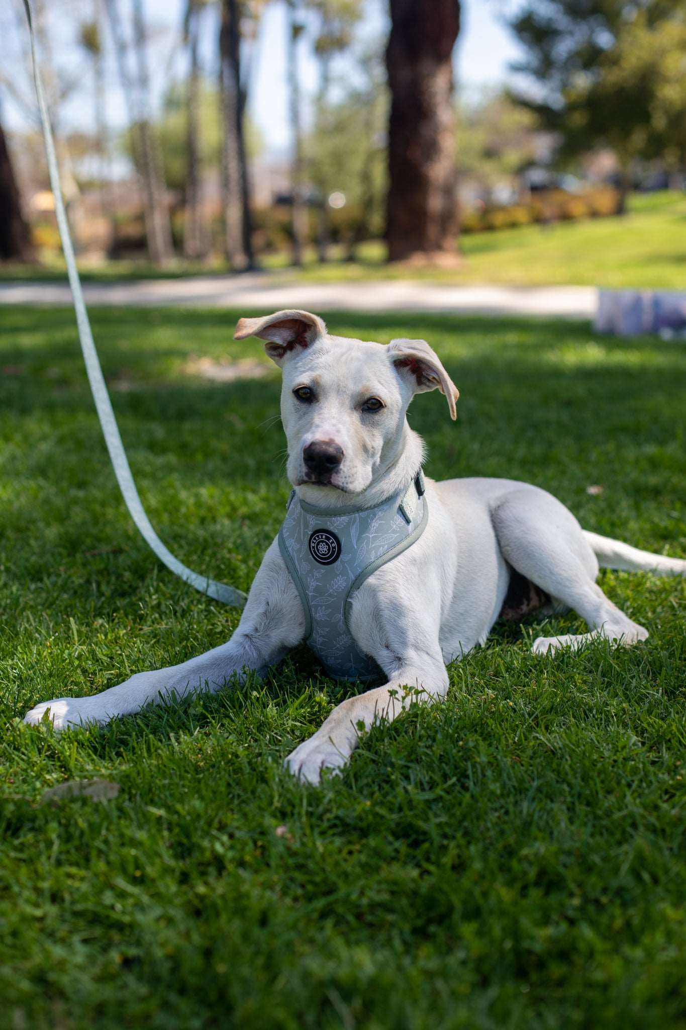 Botanical Leash