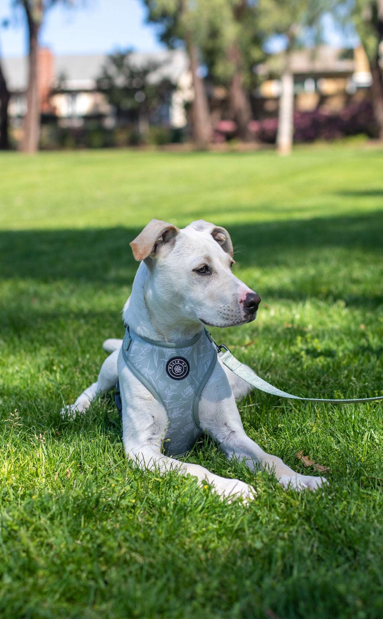 Petco adjustable mesh clearance harness