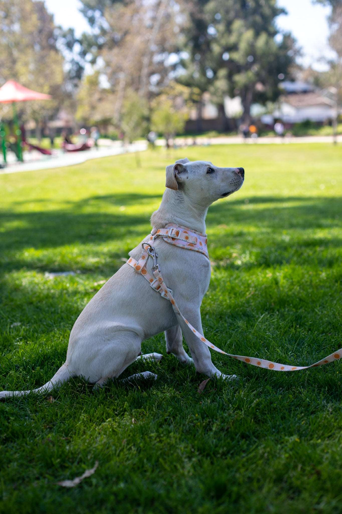 Golden Glow Adjustable Harness