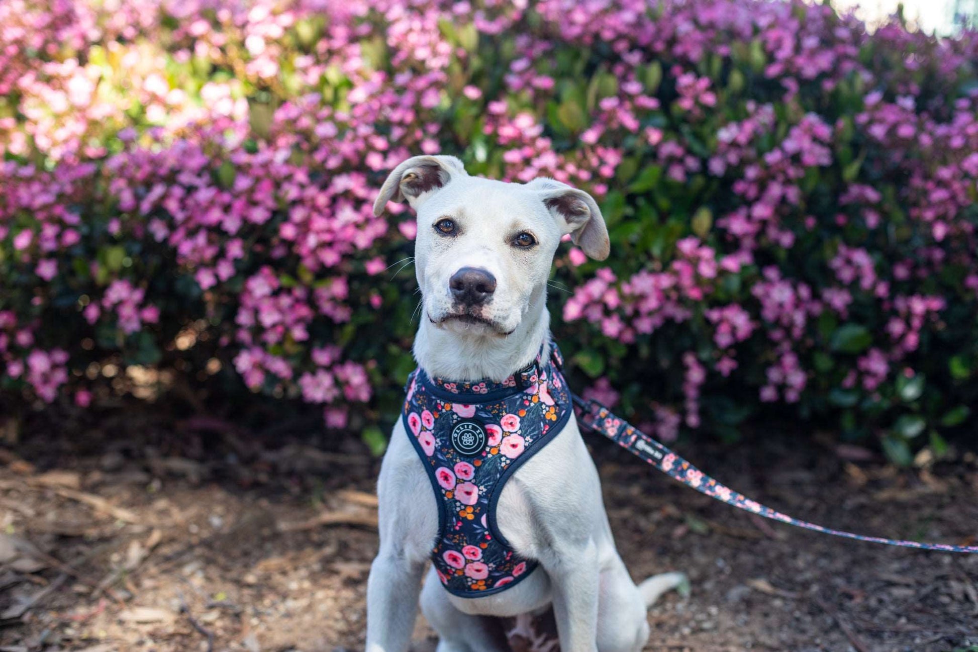 Full Bloom Adjustable Harness – Ollie XO