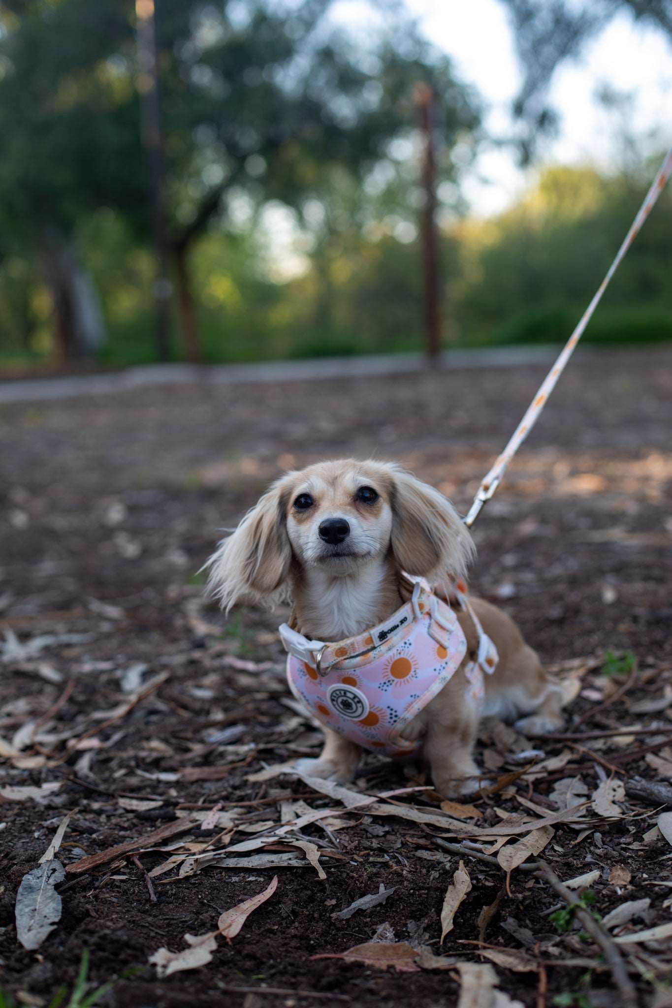 Golden Glow Leash