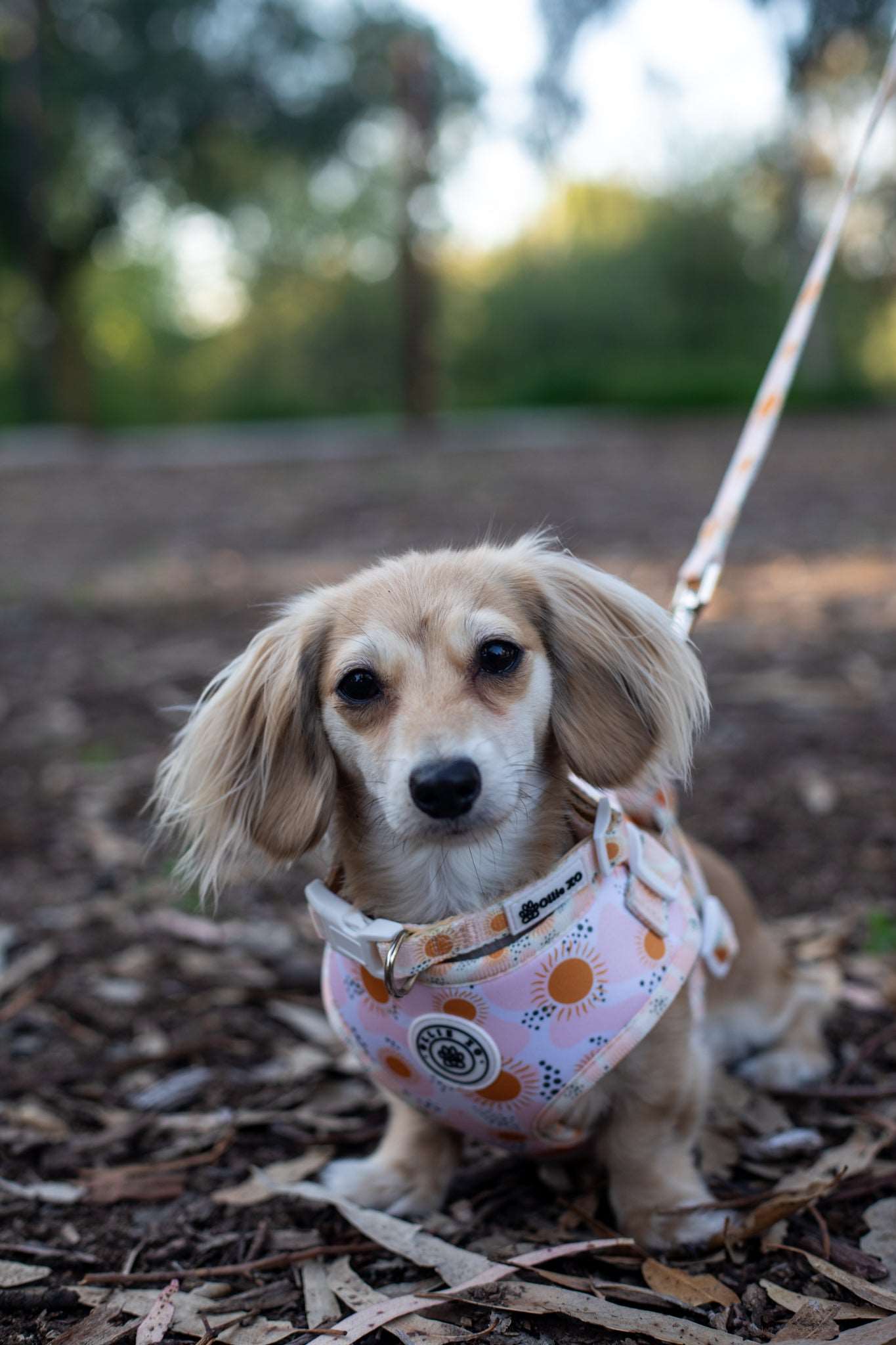 Golden Glow Collar