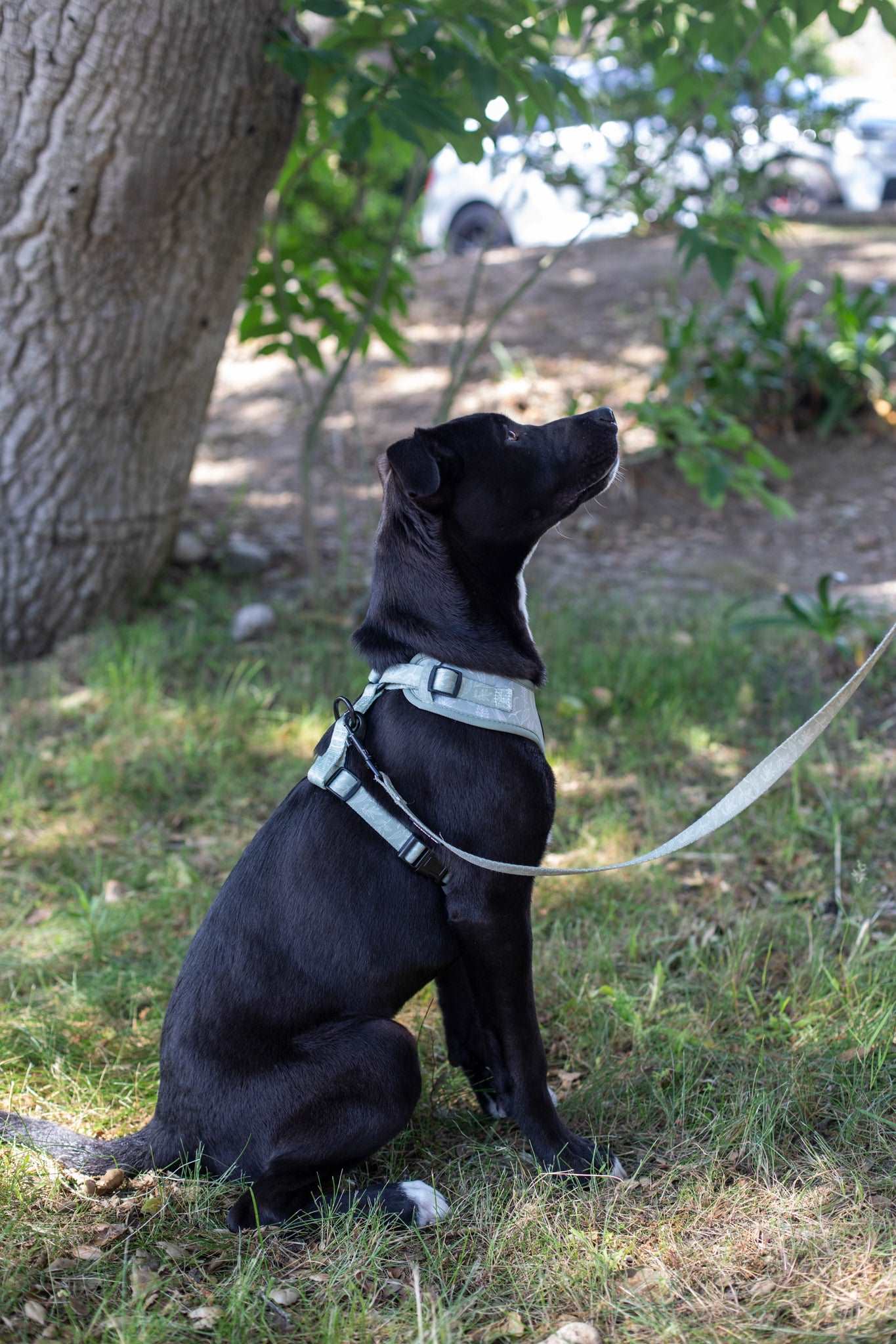 Botanical Adjustable Harness